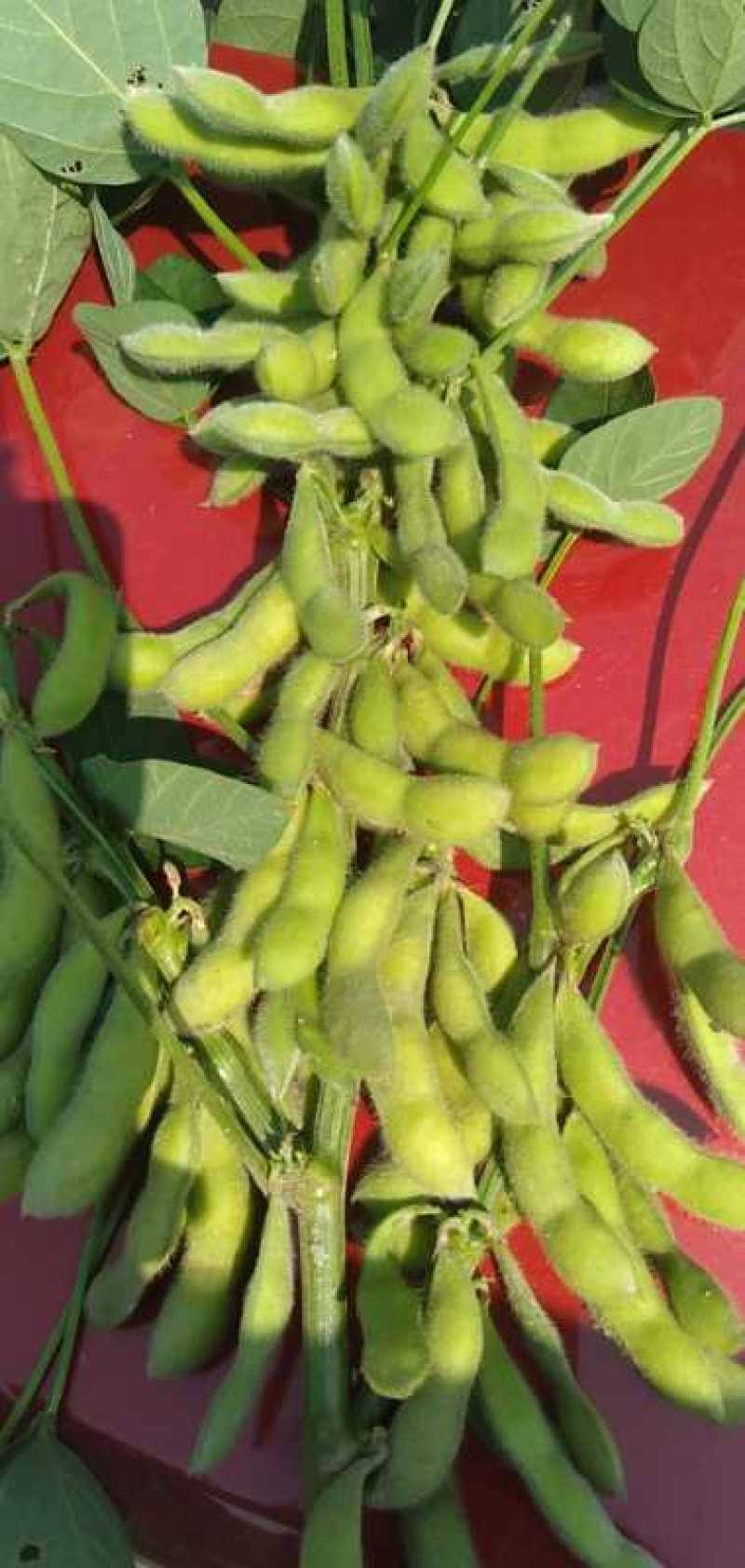 【精品】冻品毛豆大量上市中货源充足价格美丽量大从优欢迎咨