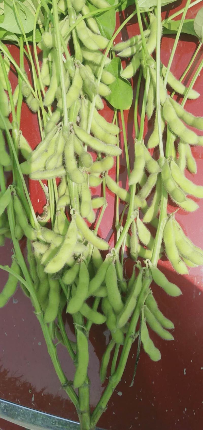 【精品】冻品毛豆大量上市中货源充足价格美丽量大从优欢迎咨