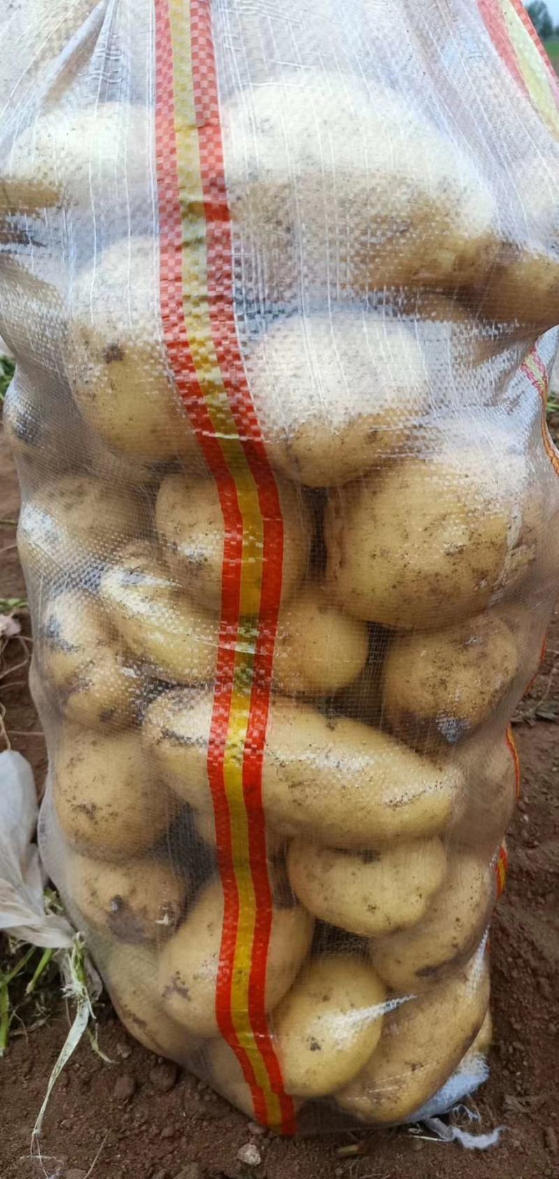 出售白心226商品精品土豆价格便宜，个大。不沾土