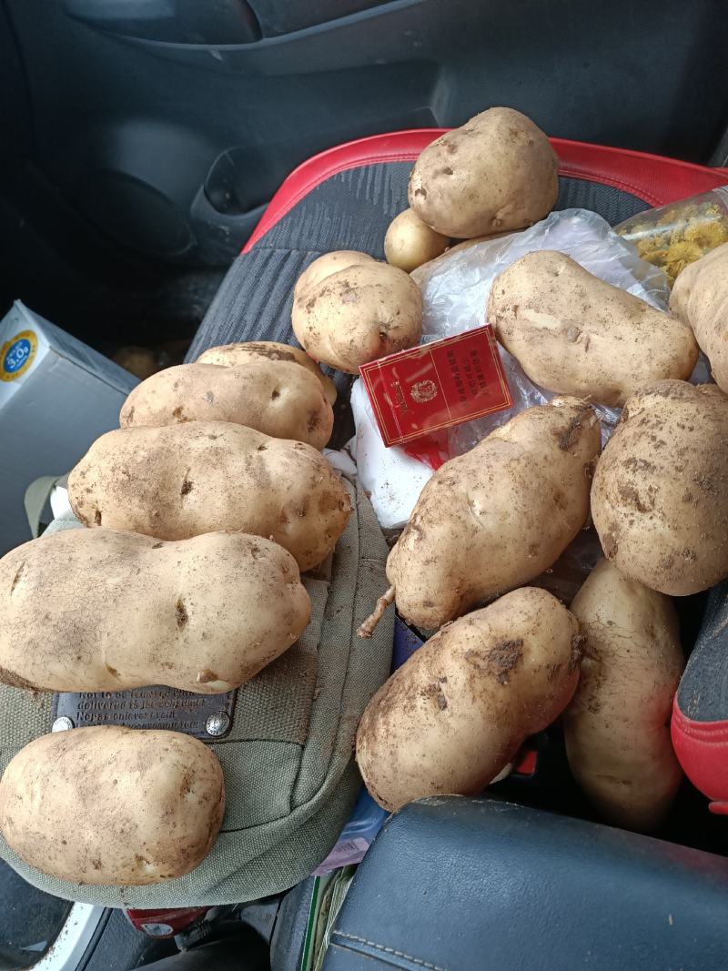 出售白心226商品精品土豆价格便宜，个大。不沾土