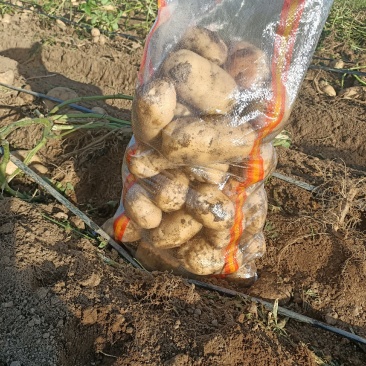 出售白心226商品精品土豆价格便宜，个大。不沾土