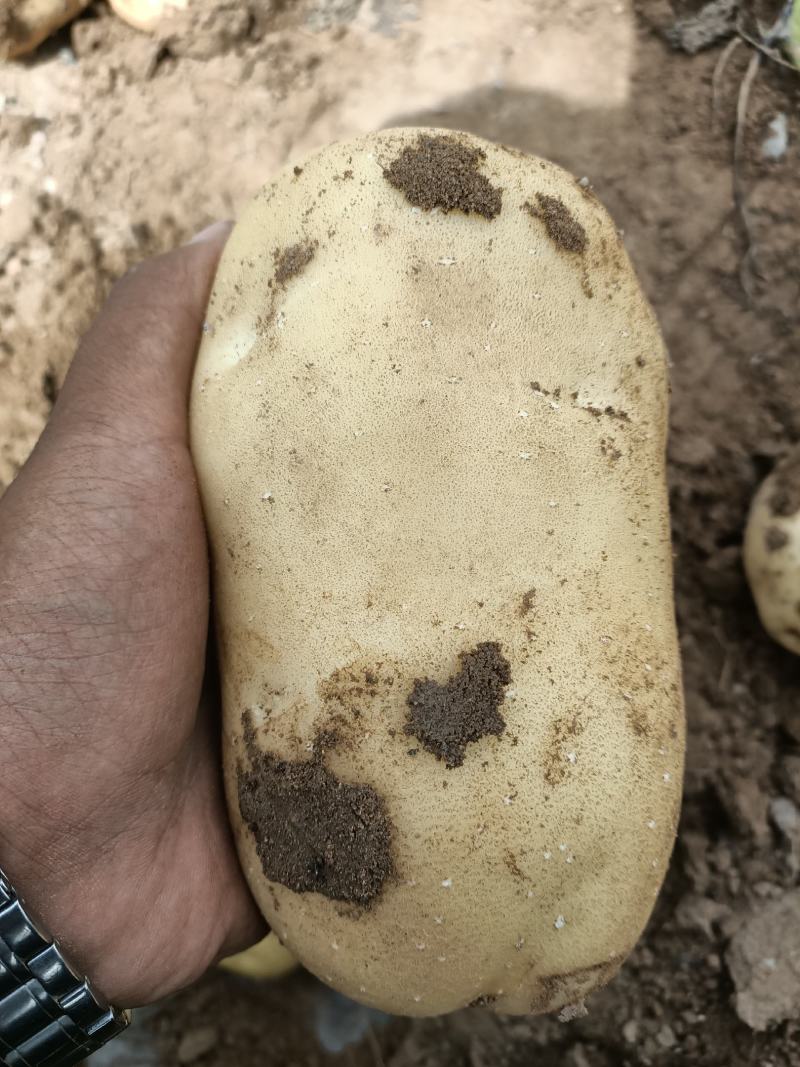 出售白心226商品精品土豆价格便宜，个大。不沾土
