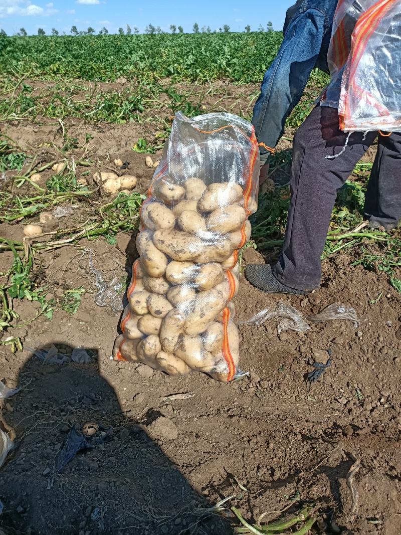出售白心226商品精品土豆价格便宜，个大。不沾土
