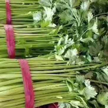 本地芹菜量大55cm以上