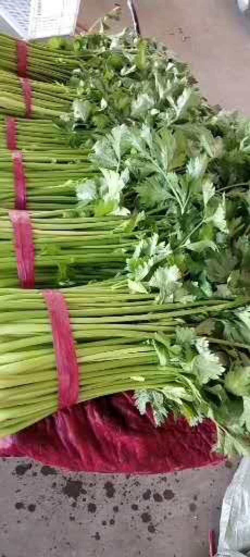 本地芹菜量大55cm以上