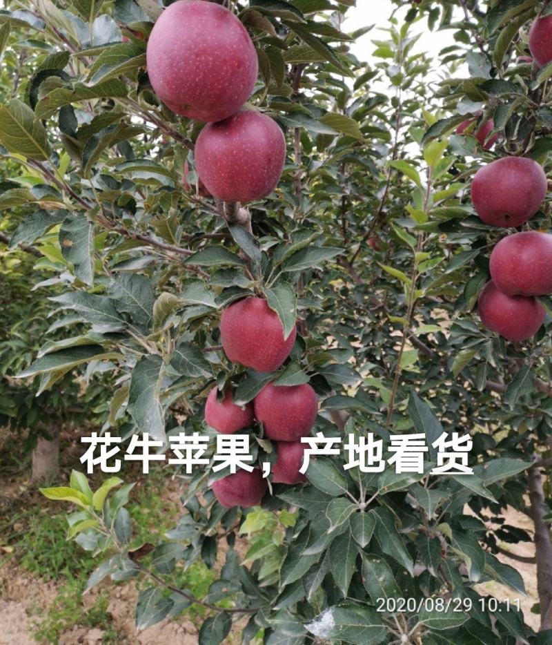 不打拉长剂的花牛苹果