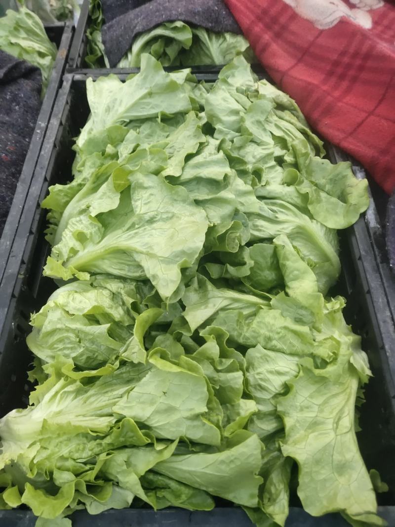 精品意大利生菜3两~4两鲜货供应实力代办量大优惠