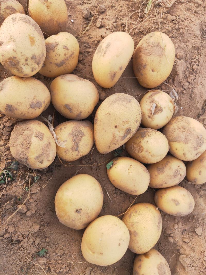 黄皮黄心二两至三两精品土豆大量供应中，欢迎广大客户选购