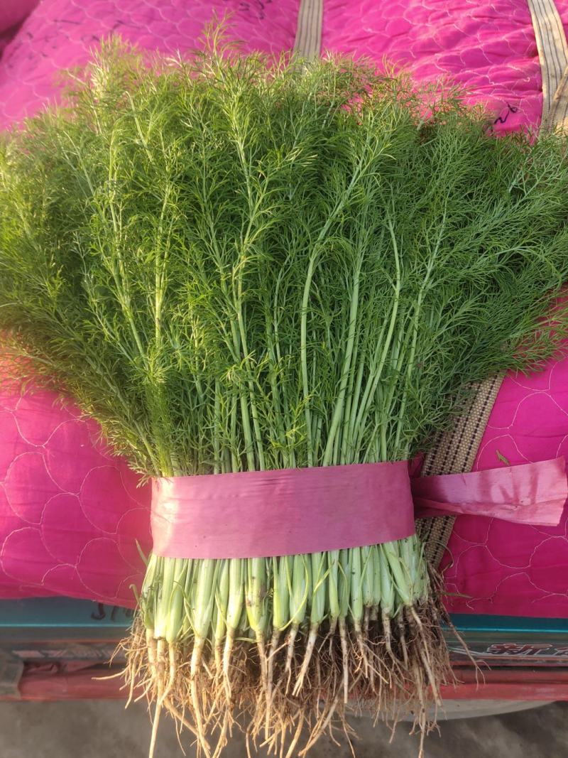 精品小茴香大量上市中，发往各大市场，货源充足