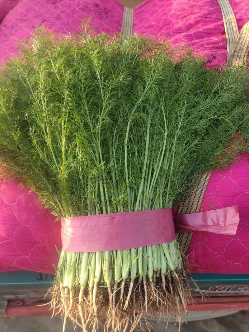 精品小茴香大量上市中，发往各大市场，货源充足