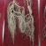 【精品鲜林下参】精品鲜林下参实物照片拍卖中