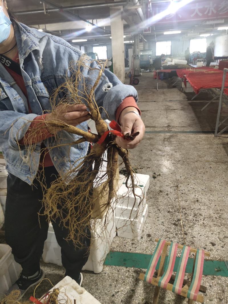 【精品鲜林下参】精品鲜林下参实物照片拍卖中