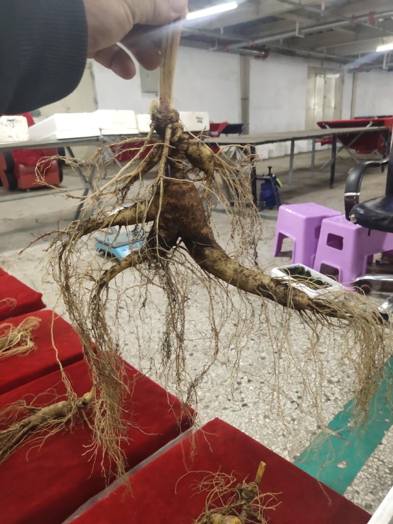 【精品鲜林下参】精品鲜林下参实物照片拍卖中