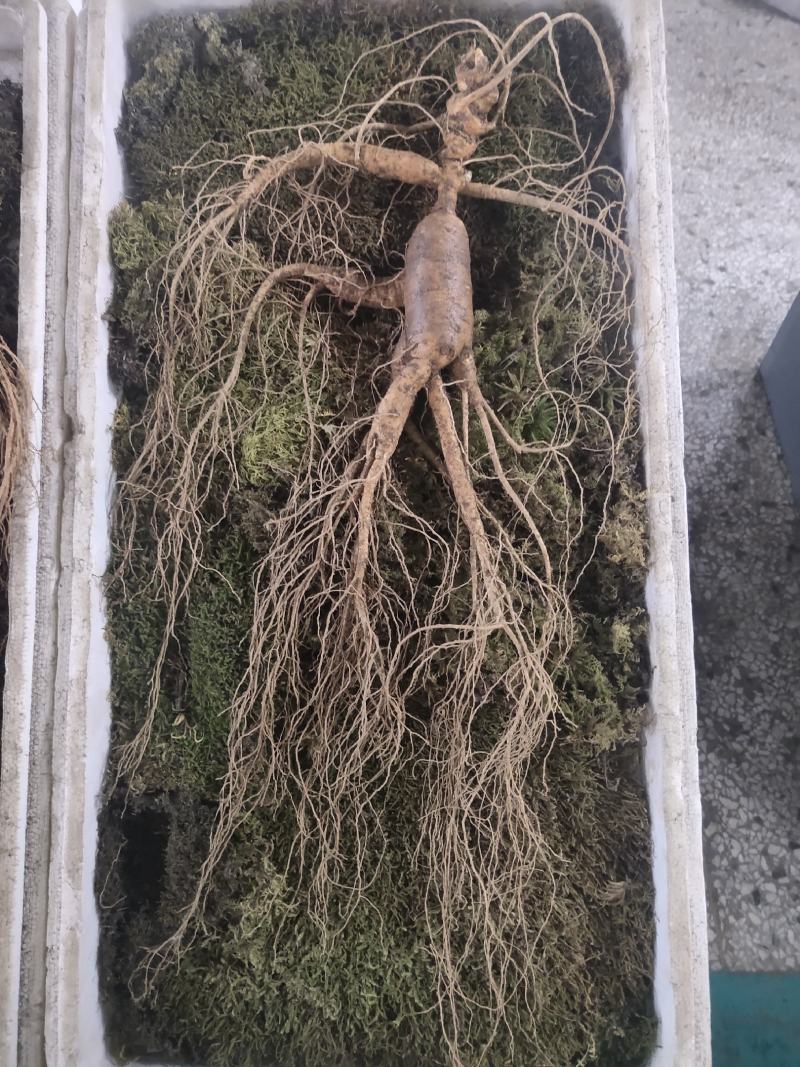 【精品鲜林下参】精品鲜林下参实物照片拍卖中