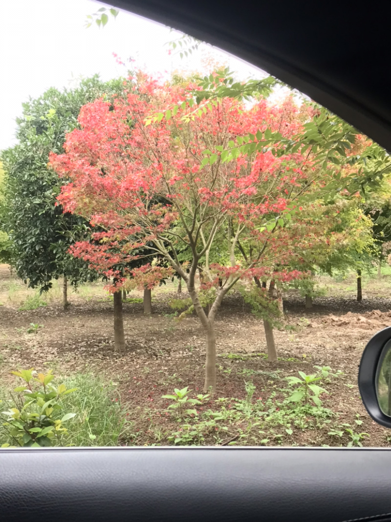 鸡爪槭/小叶鸡爪槭/20公分鸡爪槭/26公分鸡爪