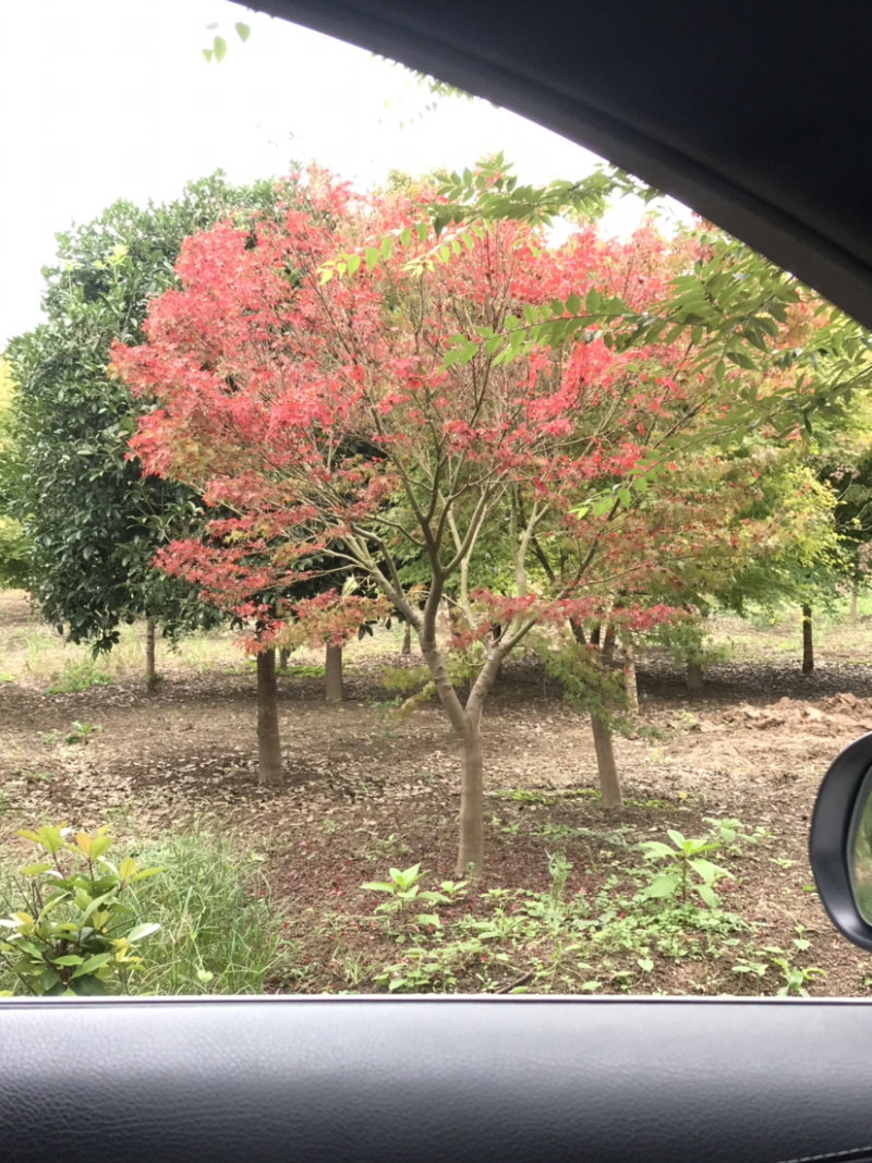 鸡爪槭/小叶鸡爪槭/20公分鸡爪槭/26公分鸡爪