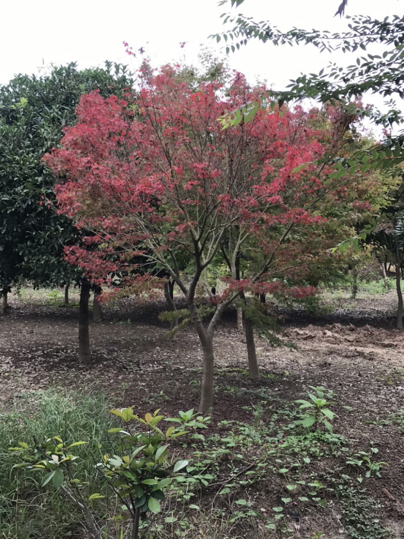 鸡爪槭/小叶鸡爪槭/20公分鸡爪槭/26公分鸡爪