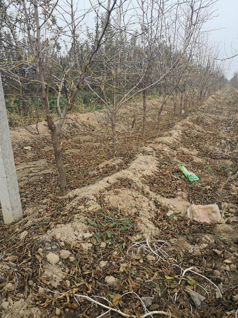 枣树苗枣树，占地枣树