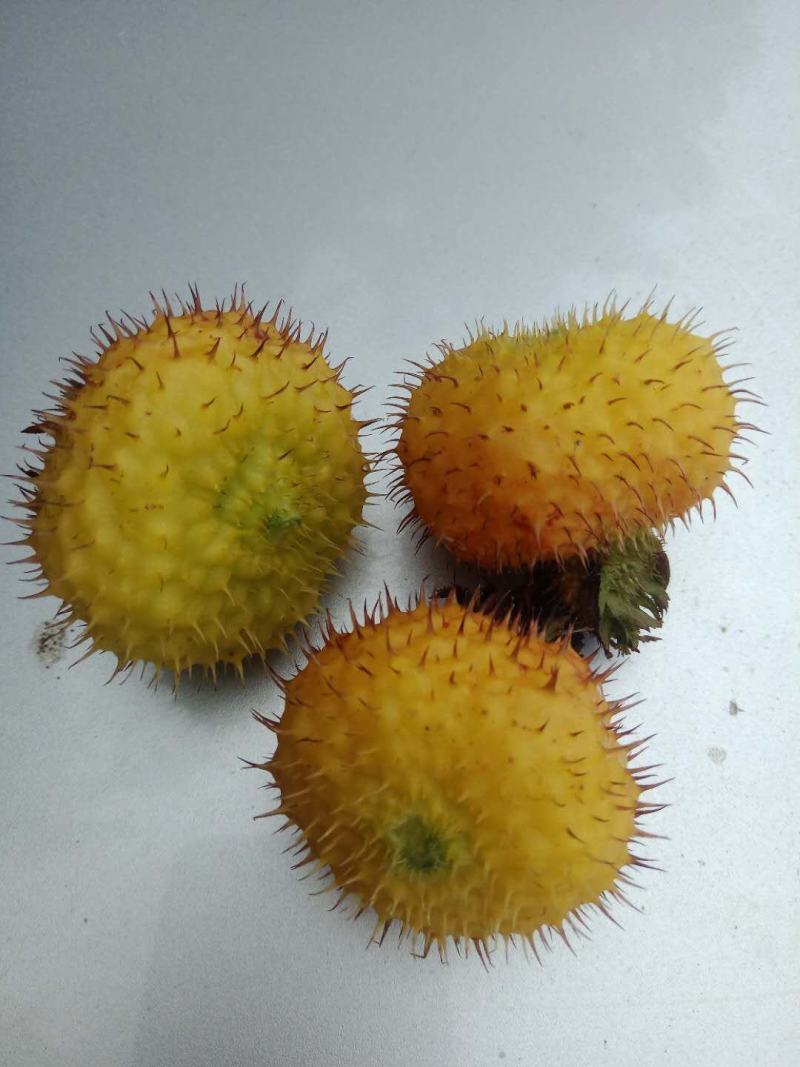 新鲜刺梨，大量上市中