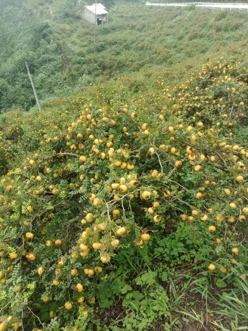 新鲜刺梨，大量上市中