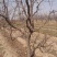 占地枣树，枣树10~12cm8~10cm