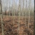 杨树201~230cm