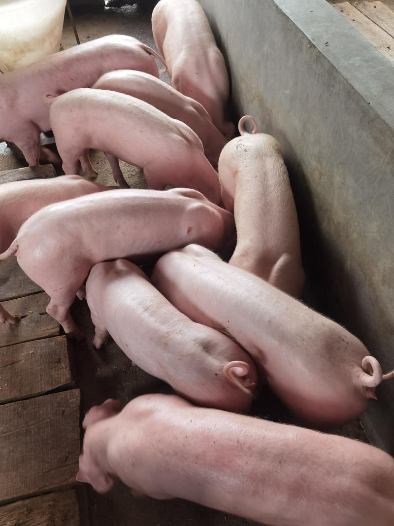 优质育肥猪苗猪厂一手货源支持全国发货包成活包运输