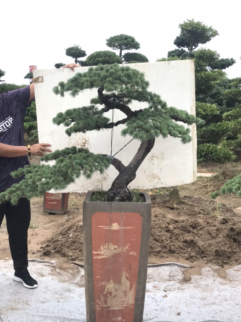 三角枫地景/三角枫盆景，三角枫古桩，三角枫造型树