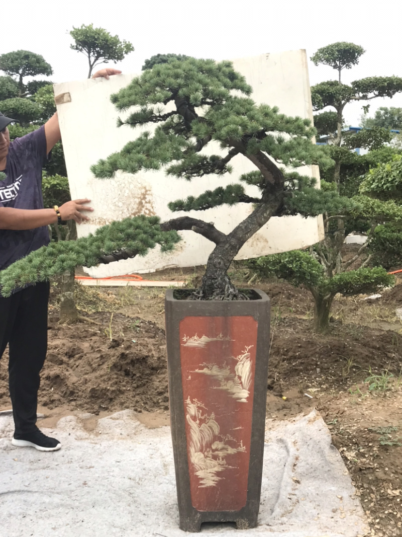 三角枫地景/三角枫盆景，三角枫古桩，三角枫造型树