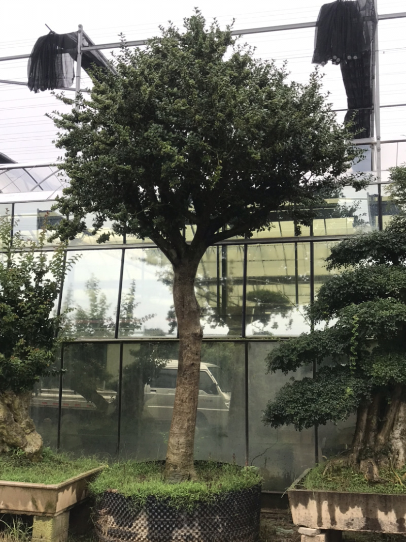 三角枫地景/三角枫盆景，三角枫古桩，三角枫造型树
