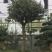 三角枫地景/三角枫盆景，三角枫古桩，三角枫造型树