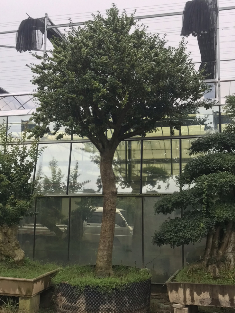 三角枫地景/三角枫盆景，三角枫古桩，三角枫造型树