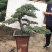 三角枫地景/三角枫盆景，三角枫古桩，三角枫造型树