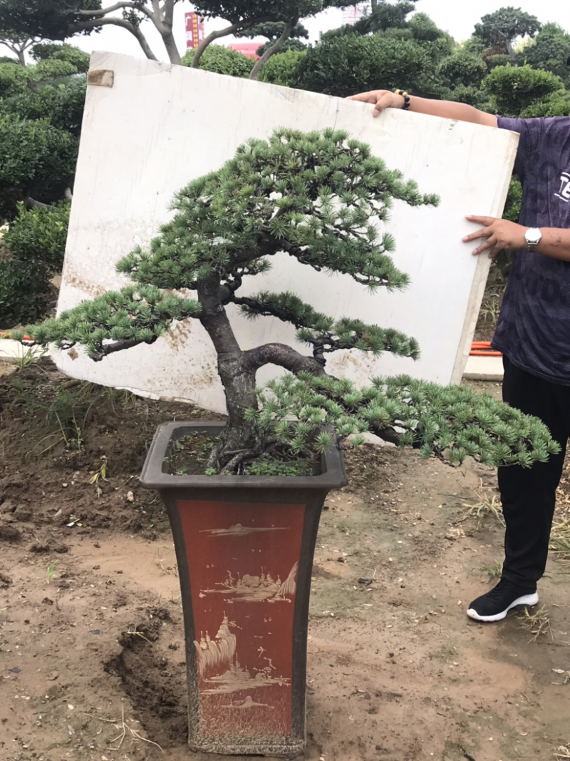 三角枫地景/三角枫盆景，三角枫古桩，三角枫造型树
