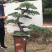 三角枫地景/三角枫盆景，三角枫古桩，三角枫造型树