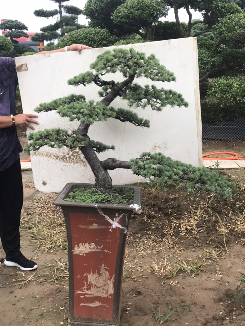 三角枫地景/三角枫盆景，三角枫古桩，三角枫造型树