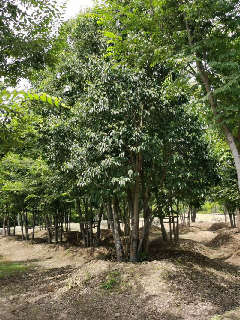 丛生乌桕，乌桕树，15公分乌桕，20公分乌桕