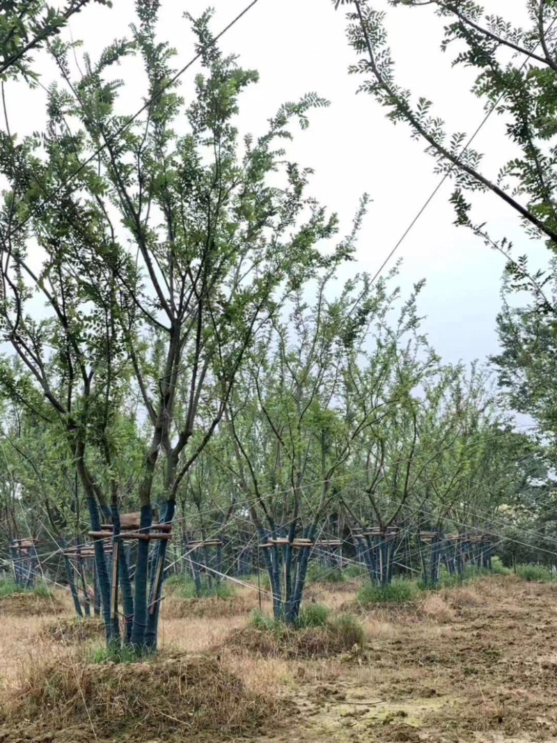 丛生乌桕，乌桕树，15公分乌桕，20公分乌桕