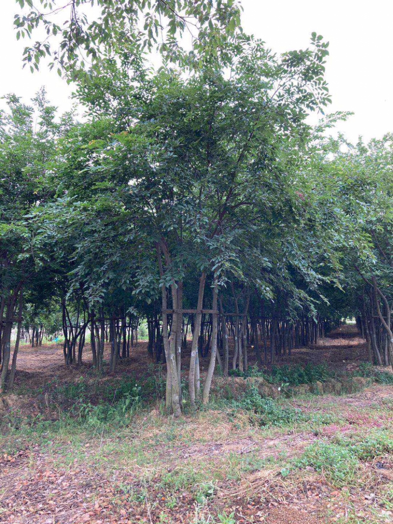 丛生乌桕，乌桕树，15公分乌桕，20公分乌桕