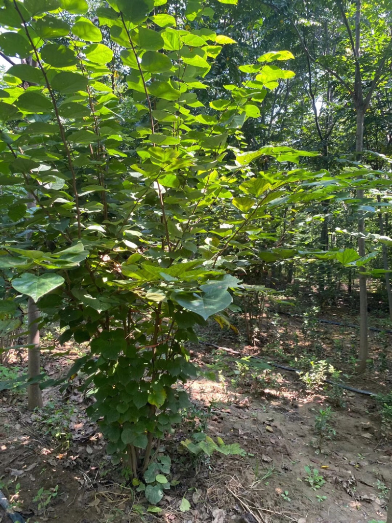 丛生紫荆，多分枝紫荆，独杆紫荆，10分枝紫荆