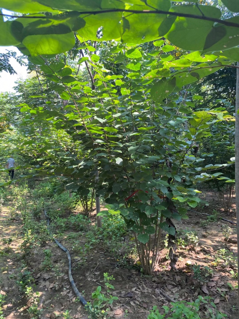丛生紫荆，多分枝紫荆，独杆紫荆，10分枝紫荆
