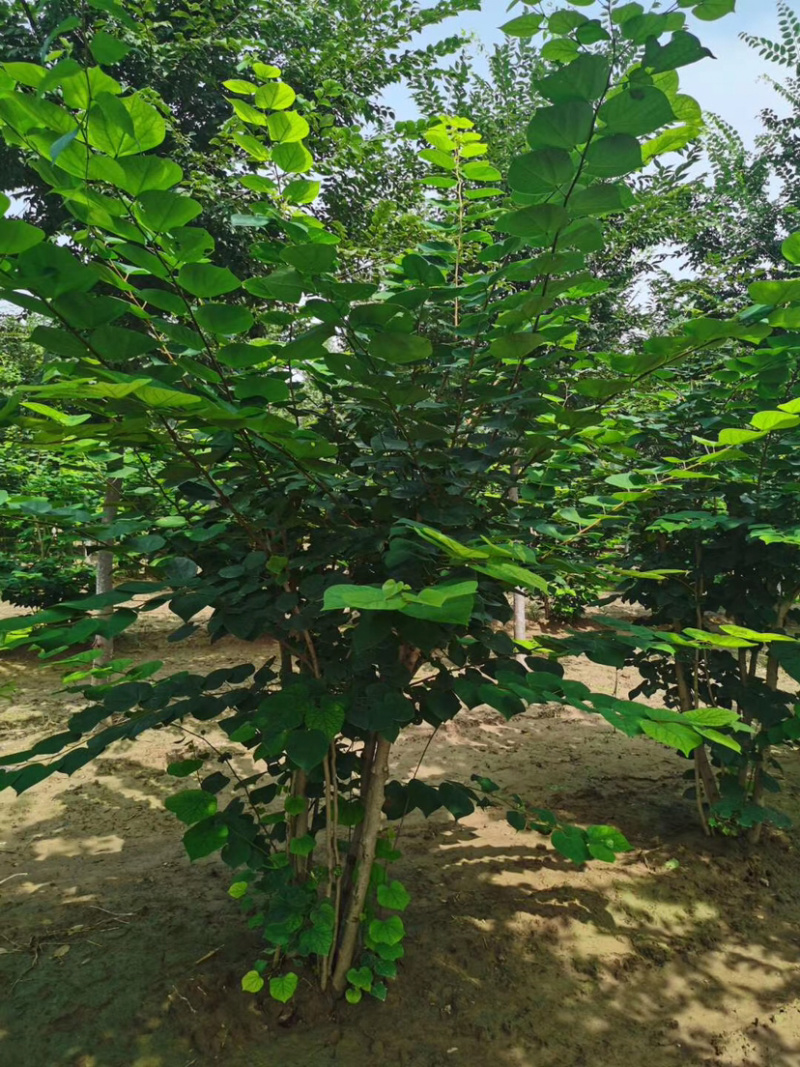丛生紫荆，多分枝紫荆，独杆紫荆，10分枝紫荆