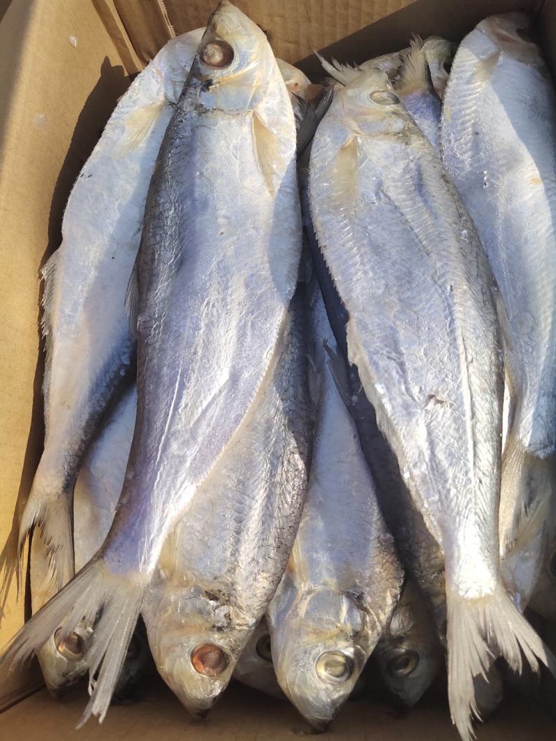 咸鱼白鳞鱼咸鱼咸香鱼清蒸鱼腌制海鱼海鲜批发