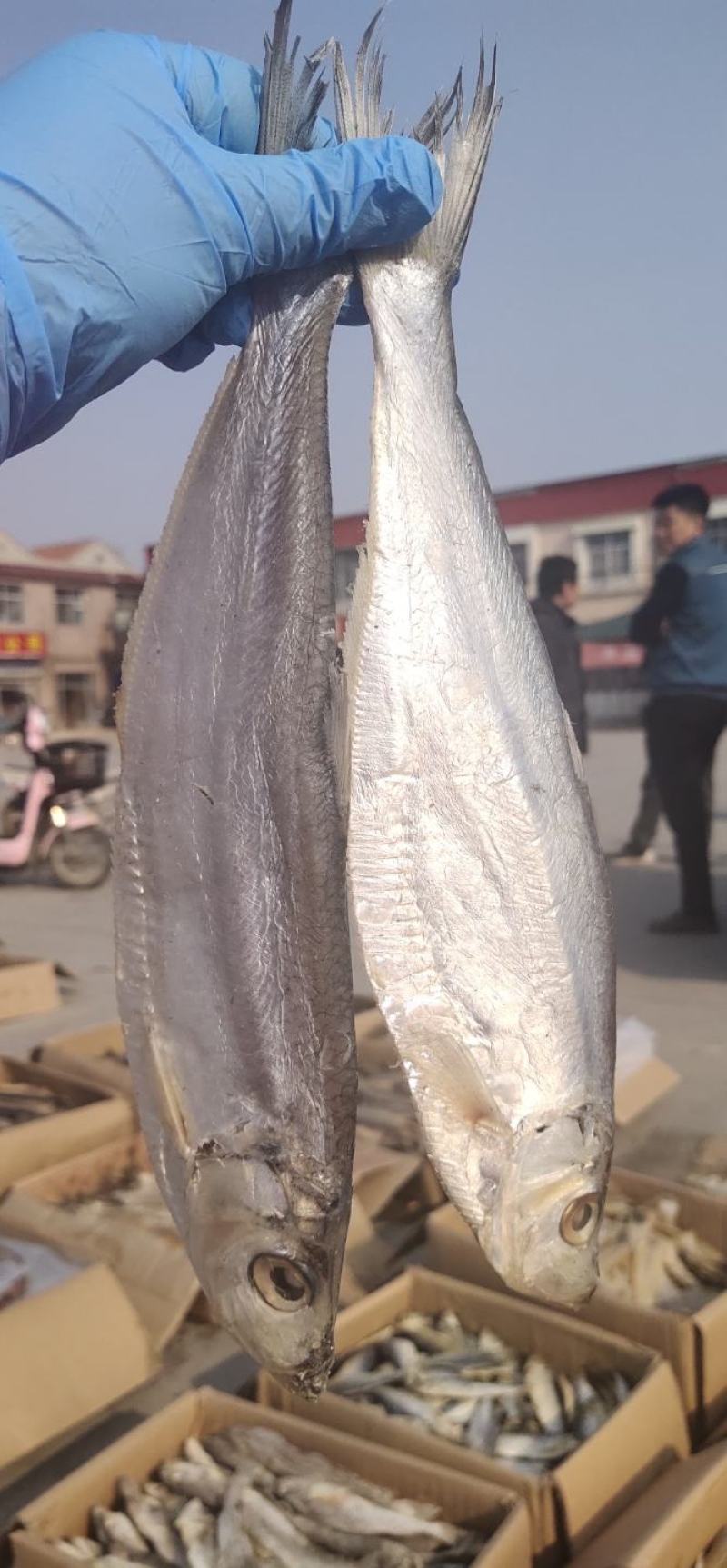 咸鱼白鳞鱼咸鱼咸香鱼清蒸鱼腌制海鱼海鲜批发