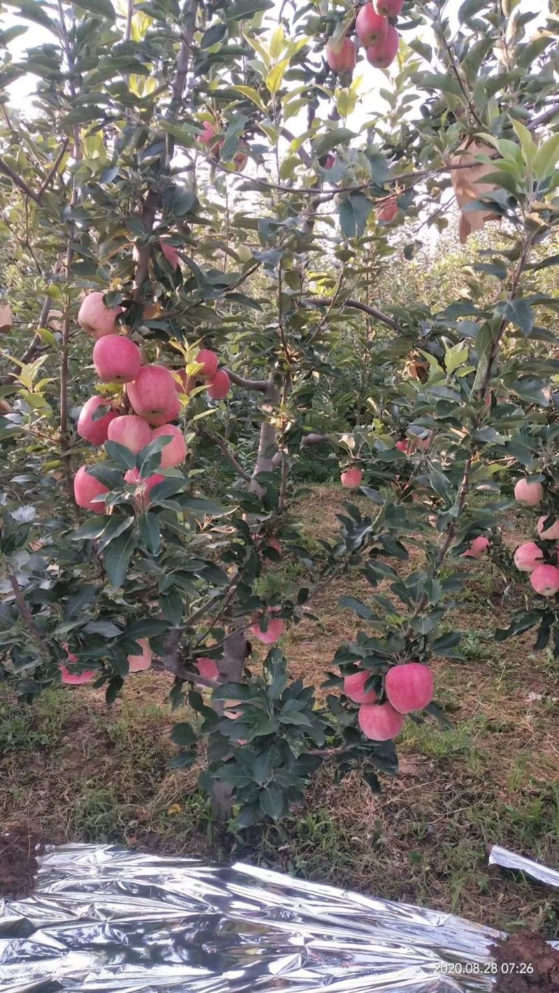 精品山西万荣纸袋新红星苹果个大颜色两脆甜多汁果园现摘现发