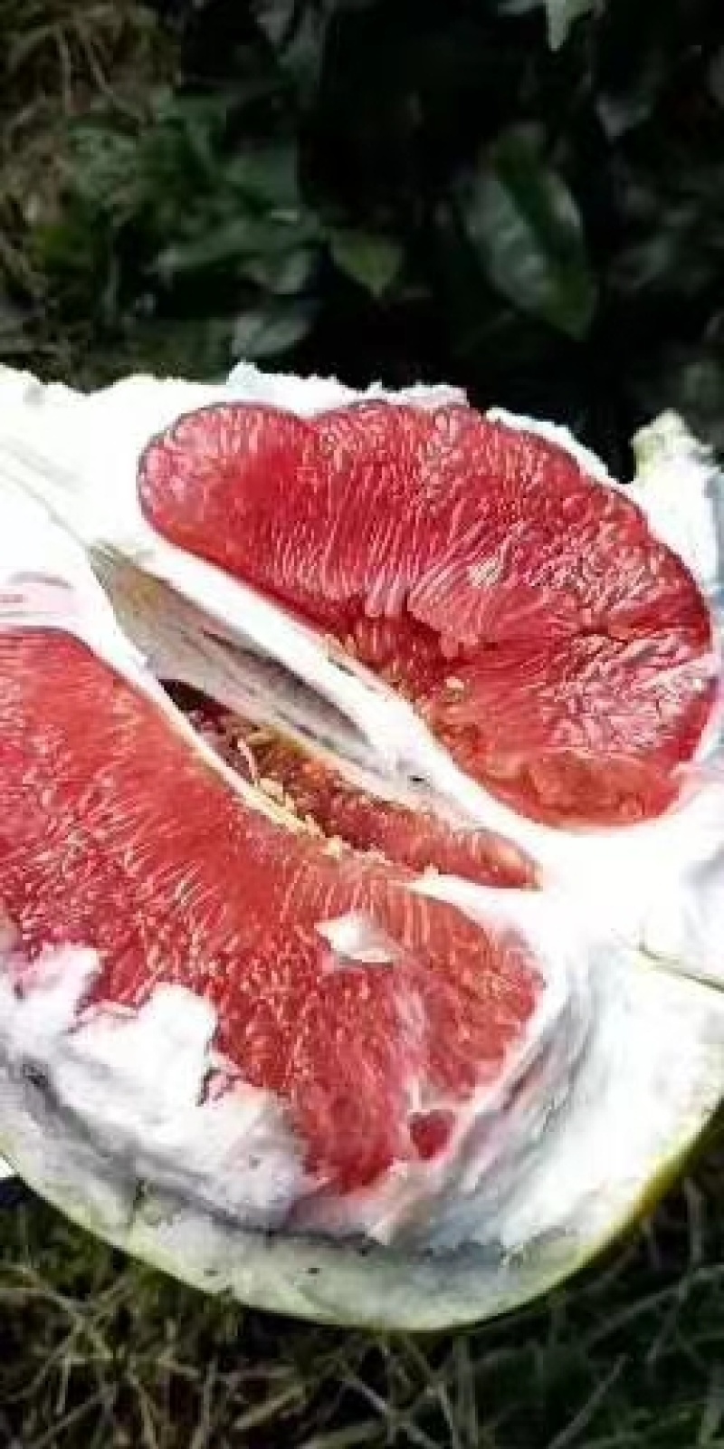 福建正宗平和官溪蜜柚，甜到爆特优果，产地直发，一手货源