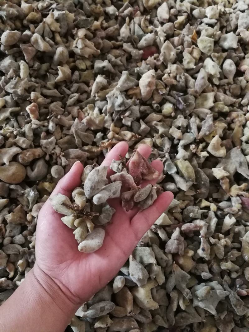 贵州五倍子，精挑细选靓货，大统货，20斤起包邮/