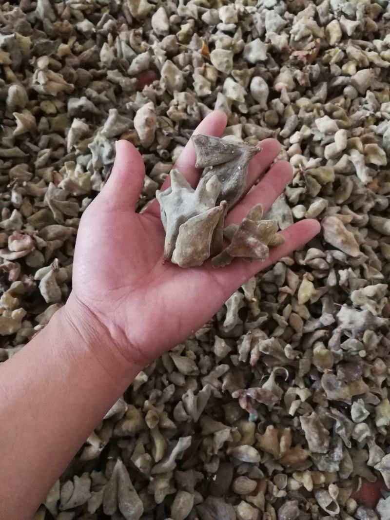 贵州五倍子，精挑细选靓货，大统货，20斤起包邮/