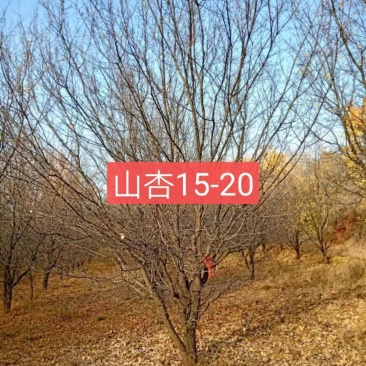 3-20公分山杏，5公分山杏，15公分山杏