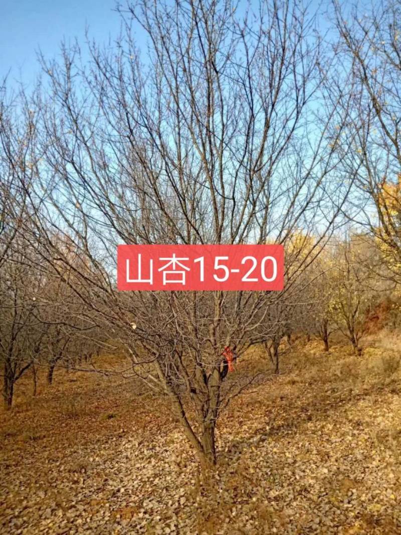 3-20公分山杏，5公分山杏，15公分山杏